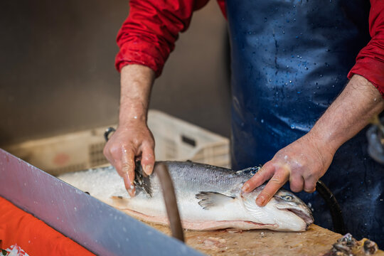 Fishmonger cleaning and preparing fresh fish at a seafood market, showcasing traditional fish processing, wet hands, and the freshness of the catch.