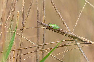 Laubfrosch sitzt im Schilf