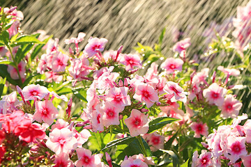 Abstract floral spring defocused background in pastel colors with soft focus and bokeh. Screen banner with flowers phlox in the rain, beautiful bright greeting card or invitation, blooming garden