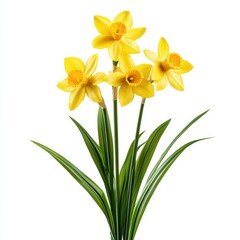 Bright yellow daffodils blooming in a spring garden