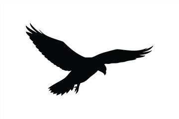 Obraz premium Black silhouette of a soaring bird in flight against white background