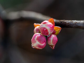 Detail of pink flowers of Chaenomeles japonica (Japanese quince) in the garden