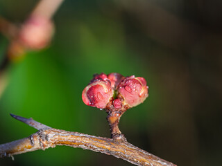 Detail of pink flowers of Chaenomeles japonica (Japanese quince) in the garden