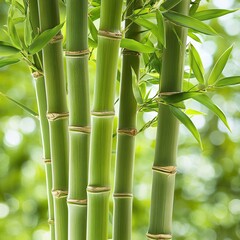 Obraz premium A close-up of fresh green bamboo stalks with natural texture