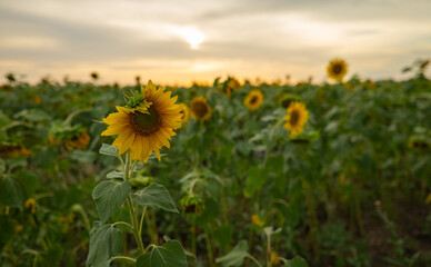 a sunflower in a field at sunset. Agricultural landscape with blooming sunflowers