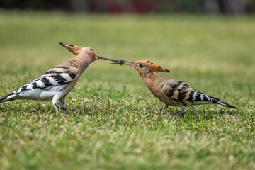 Eurasian hoopoe, upupa epops, feeding chick on the meadow.