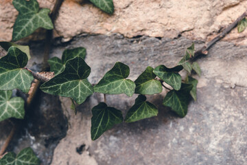 Green ivy climbing on a weathered stone wall creates a serene natural ambiance in an outdoor space