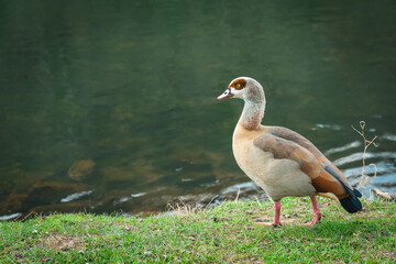Egyptian goose stands gracefully by the water's edge in a serene natural setting during daylight...