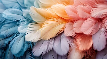 A close up of a bunch of colorful feathers