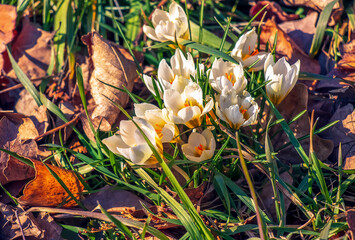 Crocus flowers. Fresh spring crocus close-up. Spring concept