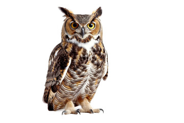 Obraz premium Close-up of a beautiful great horned owl with distinctive feather pattern and piercing eyes isolated on transparent background