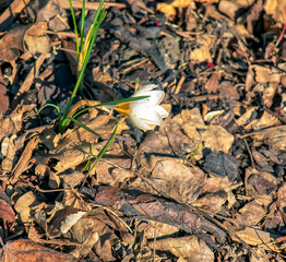 White crocus flowers on a clear sunny day. Fresh spring crocus close-up. Spring concept.