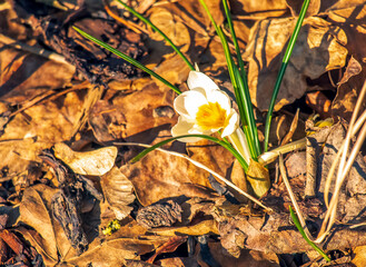 White crocus flower on a clear sunny day. Fresh spring crocus close-up. Spring concept.