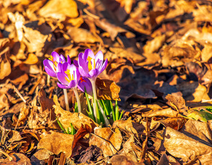 Purple crocus flowers on clear sunny day. Fresh spring crocus close-up. Spring concept.