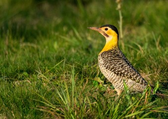 Field Woodpecker (Colaptes campestris)