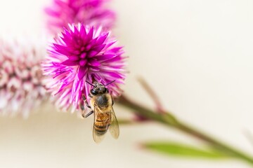 bee, a flying insect that plays an important role in the ecosystem by pollinating flowers