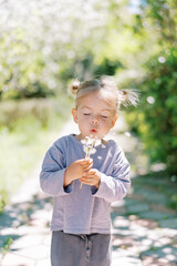 Little girl with closed eyes blows on dandelions in her hand while standing on a path in the park