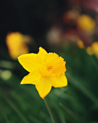 Obraz premium Blooming flowers in spring garden