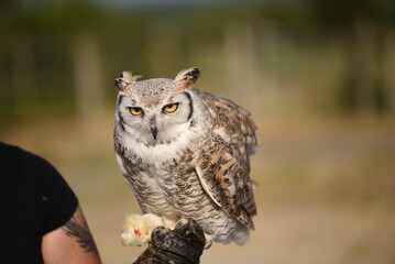 great horned owl