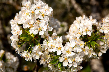 Detalle de la floración de la primavera