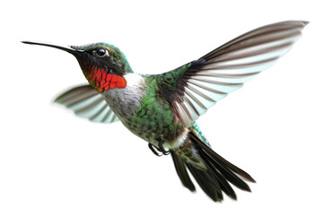 Fototapeta premium Stunning ruby-throated hummingbird perched on a branch with bright red throat feathers and iridescent wings isolated on transparent background