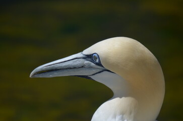 close up of a bird
