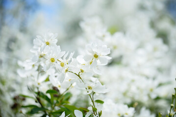 Beautiful lilac flowers background. Spring blossom. Purple lilac flower on bush. Bouquet of pink flowers, shallow depth of field. Happy Mother's Day greetings card. Copy space.