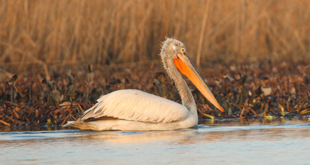 pelicans on a lake
