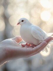 Obraz premium A white dove gently resting on the hand of a person