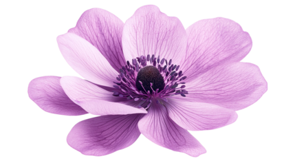 Delicate purple flower clipart nature minimalist floral design