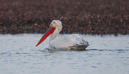 white stork in the water