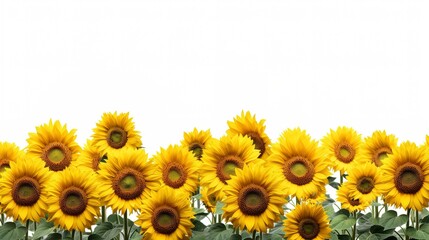 Obraz premium A photo of a field of sunflowers