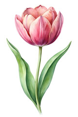Fototapeta premium watercolor illustration of pink tulip isolated on transparent background