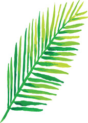 Leaves palm watercolor hand drawing painting organic botanical leave illustration