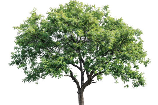 Striking boxelder tree with distinctive winged seeds and dense foliage isolated on transparent background