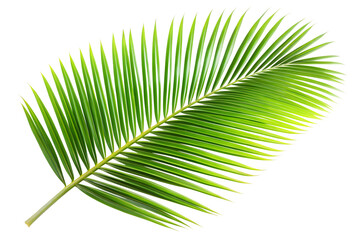 Fototapeta premium palm leaf isolated on white