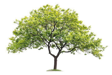 Obraz premium Lovely boxelder tree with green leaves and a slender trunk reaching upwards isolated on transparent background