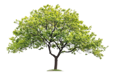 Lovely boxelder tree with green leaves and a slender trunk reaching upwards isolated on transparent background