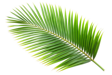 Obraz premium palm leaf isolated on white
