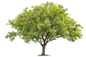 Boxelder tree with wide-reaching branches and vibrant green leaves under a clear sky isolated on transparent background
