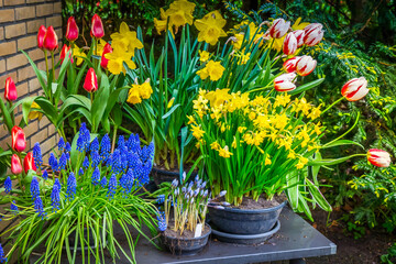 A Vibrant and Colorful Spring Flower Display Showcasing Beautiful Tulips, Daffodils, and Grape Hyacinths