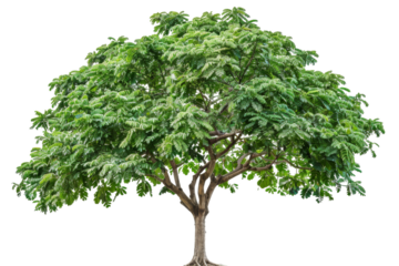Catalpa tree with fragrant white flowers and large, smooth leaves growing in a sunny environment isolated on transparent background