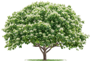 Obraz premium Serene catalpa tree showcasing its flowering beauty and robust growth isolated on transparent background