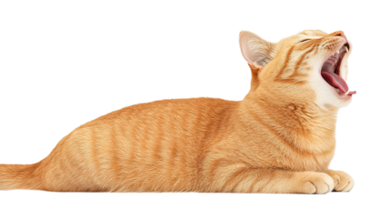 Playful ginger cat yawning clipart calm environment side view fun concept