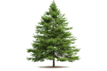 Mature cedar tree with a broad canopy and dense branches isolated on transparent background