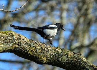 A magpie moves carefully along a mossy branch in a sunlit forest. The bird's striking black and white feathers contrast with the greenery surrounding it, highlighting its elegant presence