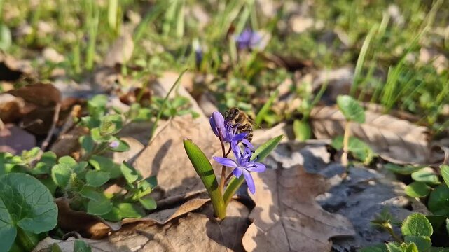 Close-up of a bee collecting nectar from a small alpine squill purple flower in the spring meadow. Purple blooming Scilla bifolia among green drass and dry leaves. Springtime pollination