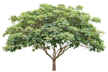 Obraz premium Old chestnut tree with twisting branches and mature chestnuts growing from its boughs isolated on transparent background