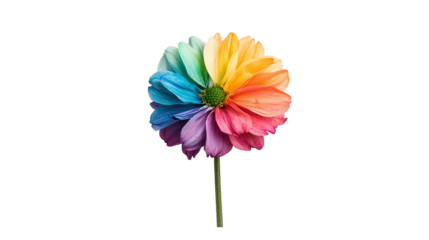 Vibrant blooming flower nature photography close-up colorful concept