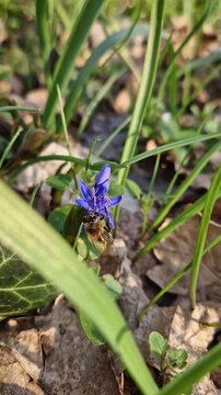 Close-up of a bee collecting nectar from a small alpine squill purple flower in the spring meadow. Purple blooming Scilla bifolia among green drass and dry leaves. Springtime pollination